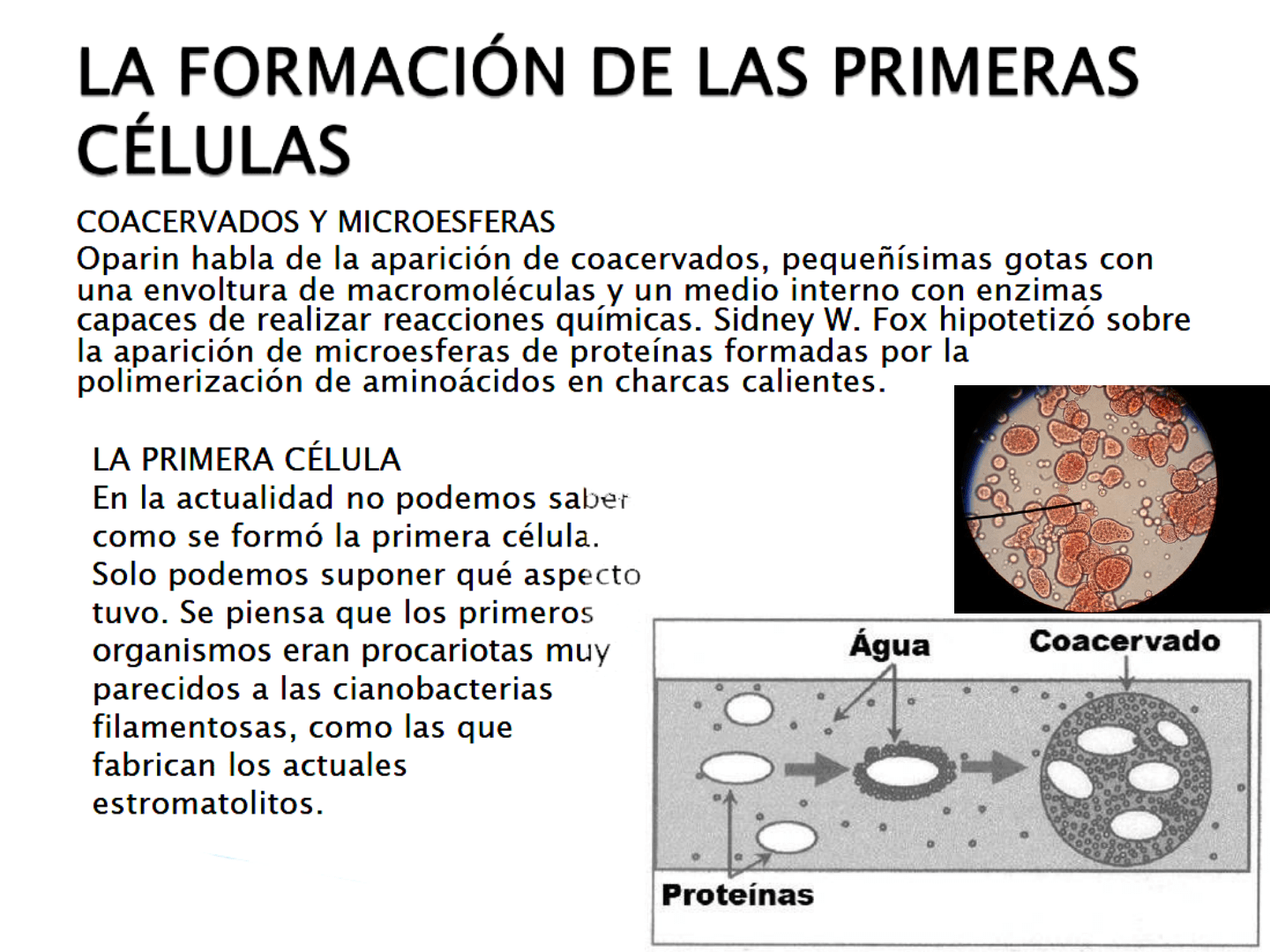 Presentación: Filminas de clases teóricas | Biología Evolutiva Humana | Psicología UNC | | Filadd